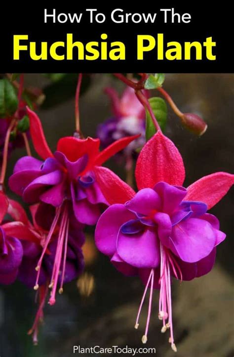 Fuchsia Plant Care: How To Grow The Fuchsia Flower