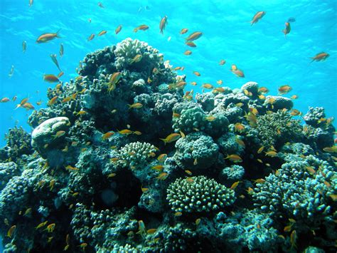 Fish shoaling over the reef near the Canyon | Matt Kieffer | Flickr