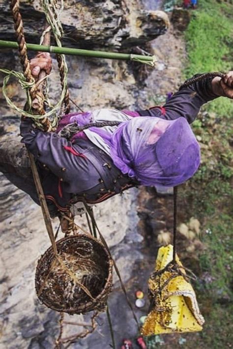 Honey Hunter collecting Cliff honey from the world’s largest bees🐝 |himalayancliffhoney | The ...