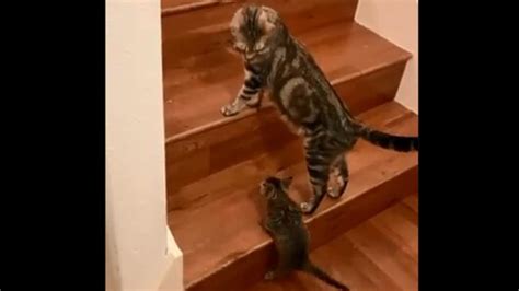 Mama cat teaches tiny kitten how to climb stairs. Watch | Trending ...