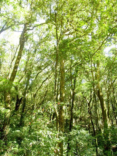 Nature Rain Forest Doi Inthanon National Free Stock Photo - Public Domain Pictures