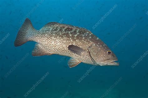 Gulf grouper - Stock Image - C046/9082 - Science Photo Library