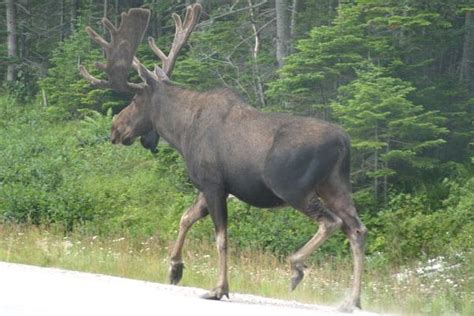 Ontario Wildlife Pictures