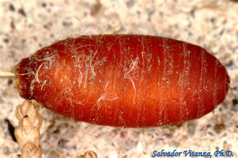 Diptera-Sarcophagidae-Flesh Flies PUPA(A) | Urban Programs – El Paso County