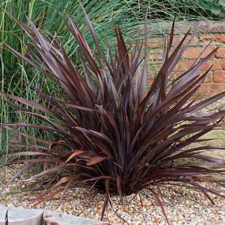 Phormium Plant Collection (New Zealand Flax)