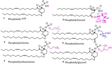 Phospholipid Chemical Structure