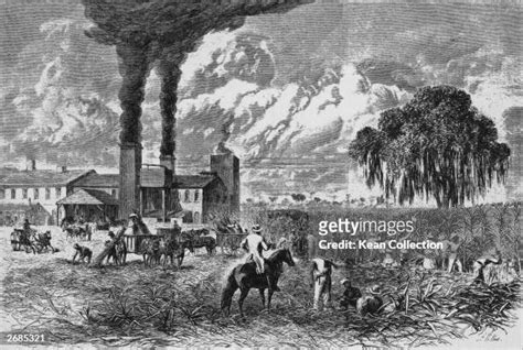 472 19th Century Working Plantation Stock Photos, High-Res Pictures ...