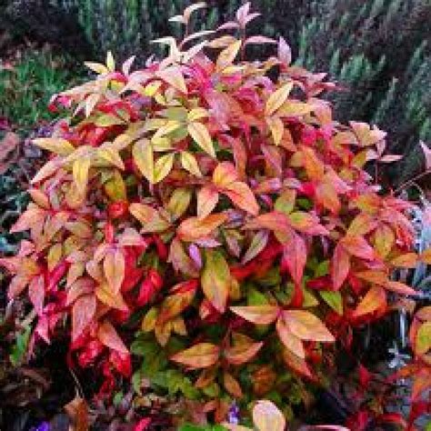 Nandina domestica 'Nana' - Dwarf Sacred Bamboo