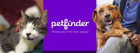 Pet Finder: A Great Site to Adopt a Pet