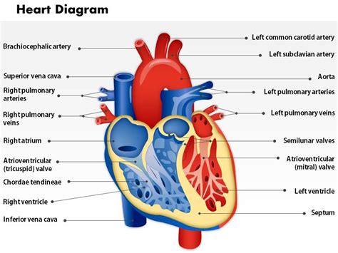 Human Heart Labeled With Arteries