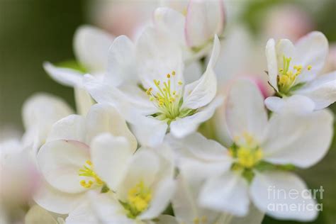 White Crabapple Blossoms Photo Art Photograph by Janice Noto | Fine Art ...