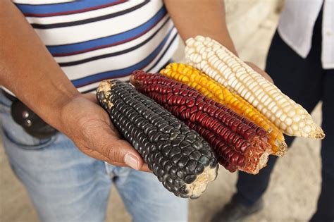 An Ama(i)zing Quote from the US on Mexico’s Corn Ban | Cato at Liberty Blog