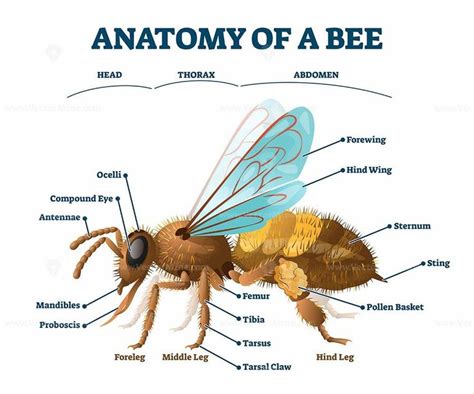 Anatomy of bee educational labeled body structure scheme vector ...