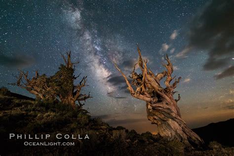 Ancient Bristlecone Pine Trees and the Night Sky Milky Way – Natural History Photography Blog