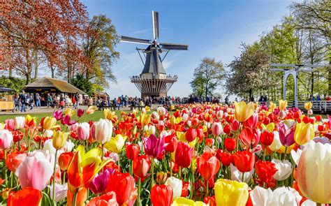 A-Z Guide On Visiting Keukenhof Tulip Gardens Amsterdam