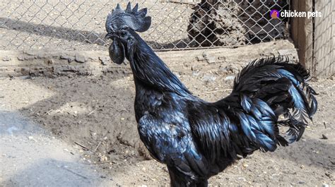 Ayam Cemani Chicken Breed. What is it? - Chicken Pets