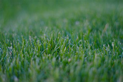 Bermuda Grass Diseases | Garden Guides