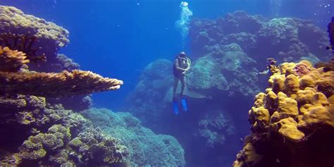 Scuba Diving from Safaga Port - Safaga Shore Excursions