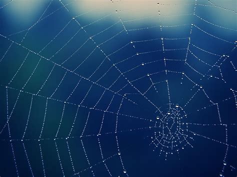 Spider Web Backgrounds - Wallpaper Cave