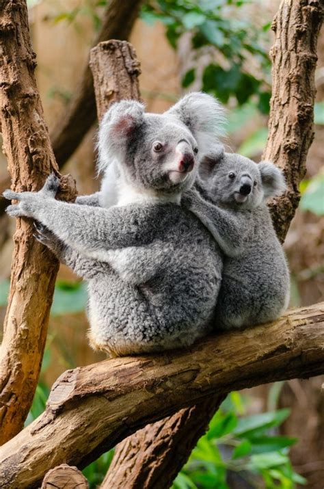 Are Koalas Endangered? Marsupials' Habitat Continue to Deplete Due to Bushfires | Nature World News