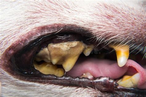 Dog Teeth with Tartar or Bacterial Plaque before Scalling Stock Photo ...