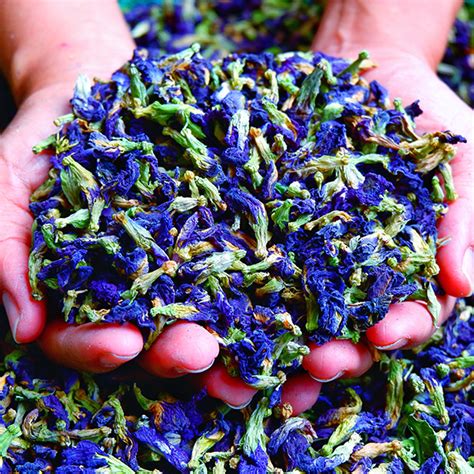 High-quality Butterfly Pea Flower Extract Wholesale | Binmei