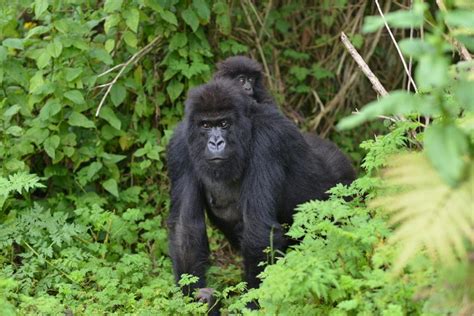 Murchison Falls National Park - Intare Safaris