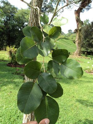 Pterocarpus santalinus L.f. | Plants of the World Online | Kew Science