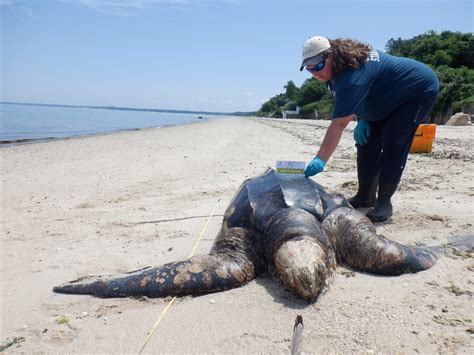 Large sea turtle found dead at Fort Salonga Beach | TBR News Media