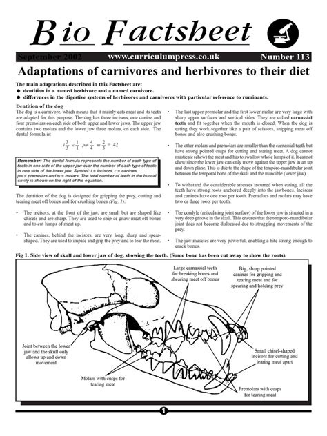 Adaptations for Diet: Comparing the Dentition of Carnivorous and ...