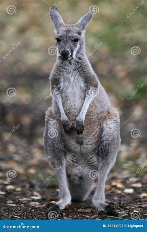 Close-up Portrait of a Kangaroo Stock Image - Image of park, brown ...