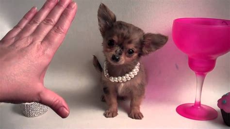 Apple Head Chihuahua For Sale Houston - change comin