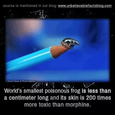 World's smallest frog | Unbelievable facts, Fun facts, Facts