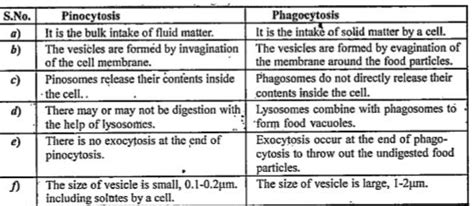 Pinocytosis And Phagocytosis