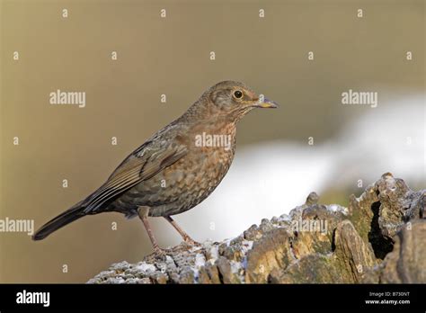 Female Common Blackbird Stock Photo - Alamy