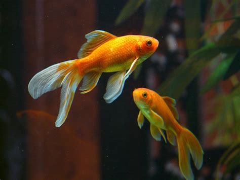 Veiltail Fish Goldfish · Free photo on Pixabay