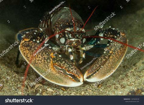 2,553 European Lobster Images, Stock Photos & Vectors | Shutterstock