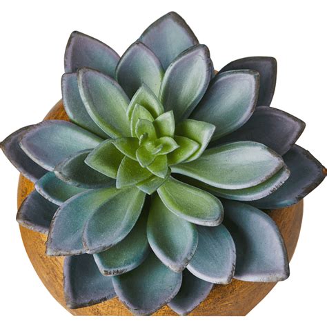 Plante artificielle verte H15cm - SUCCULENTE - déco - alinea