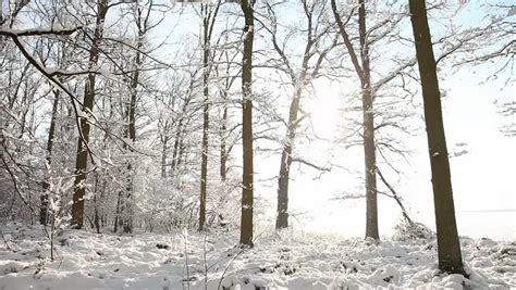 video footage forest winter snow germany Stock Footage Video (100% Royalty-free) 3422111 ...