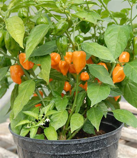 Buy your Orange Habanero chilli plug plants here – Sea Spring Plants