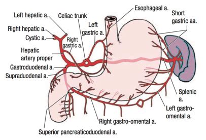 Celiac Trunk Anatomy