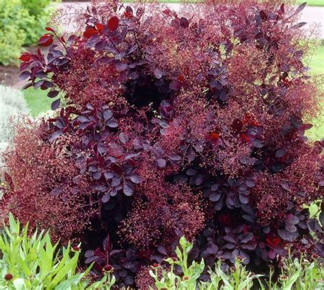 Purple Smoke Bush (Continus Coggygria Purpureus)