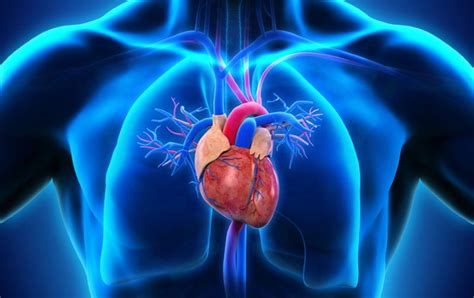 Cardiology : the medical discipline that studies the cardiovascular system