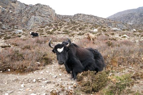 Dzo ,Yak + Domestic Cattle , Hybrid Animal In The World