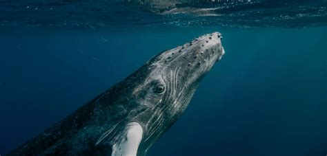 Humpback Whales: Noisy Ships Are Silencing Songs in Japan's Seas