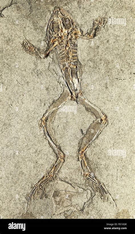 Rana pueyoi fossil, Amphibians, Miocene Epoch Stock Photo - Alamy