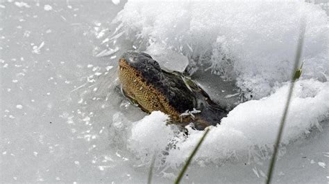 ‘Frozen’ alligators spotted sticking noses through ice to survive in Oklahoma | FOX 35 Orlando