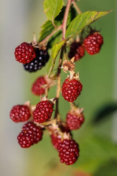 Ripening Blackberries Free Stock Photo - Public Domain Pictures