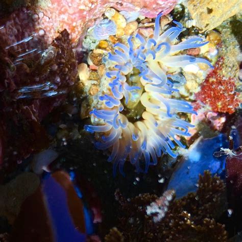 Blue Sea Anemone – Mendonoma Sightings