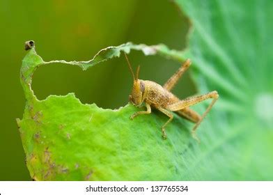 5,249 Grasshopper Eating Leaf Images, Stock Photos & Vectors | Shutterstock